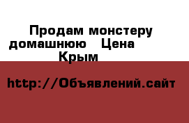 Продам монстеру домашнюю › Цена ­ 2 000 - Крым  »    